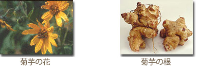 菊芋の花と根